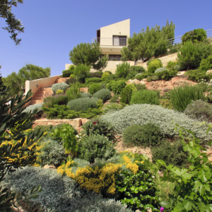 Green Forest - Cyprus' leading landscaping company - project 019 1 2