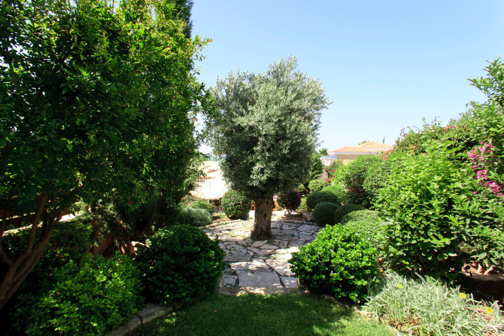 Green Forest - Cyprus' leading landscaping company - project 020 8 2