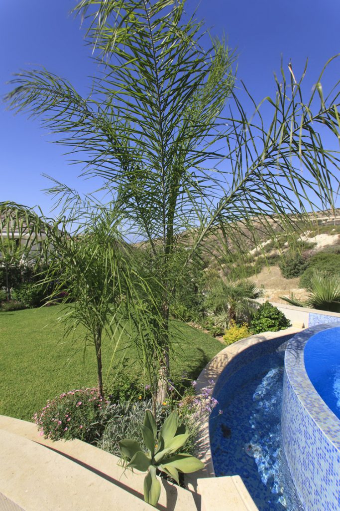 Green Forest - Cyprus' leading landscaping company - project 025 6 2
