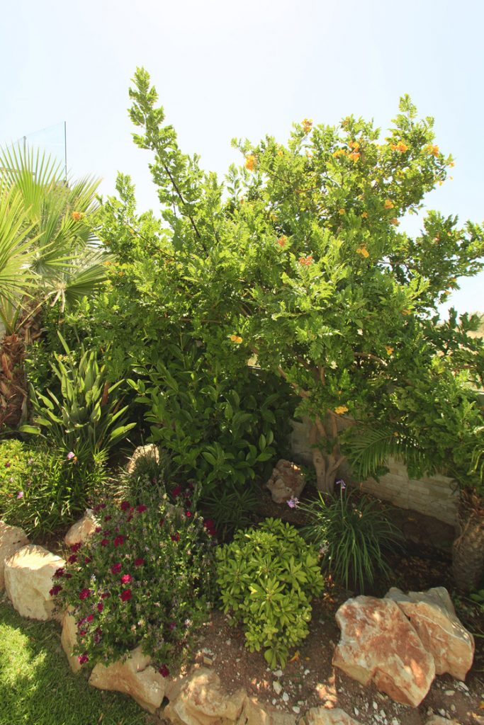 Green Forest - Cyprus' leading landscaping company - project 026 9 2