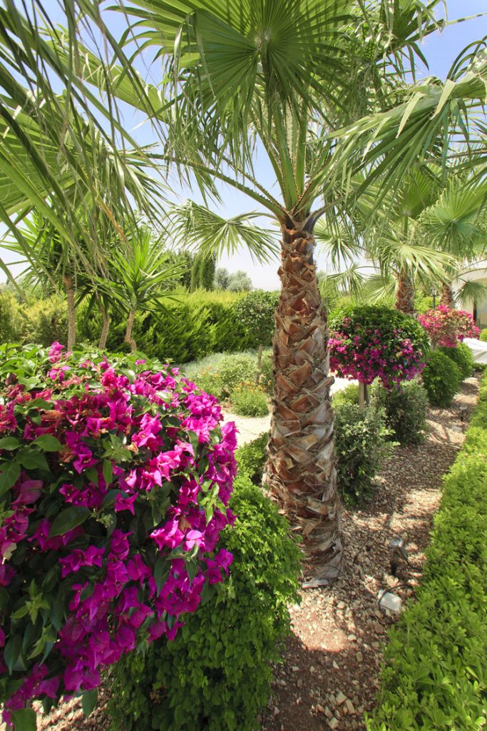 Green Forest - Cyprus' leading landscaping company - project 028 19 2
