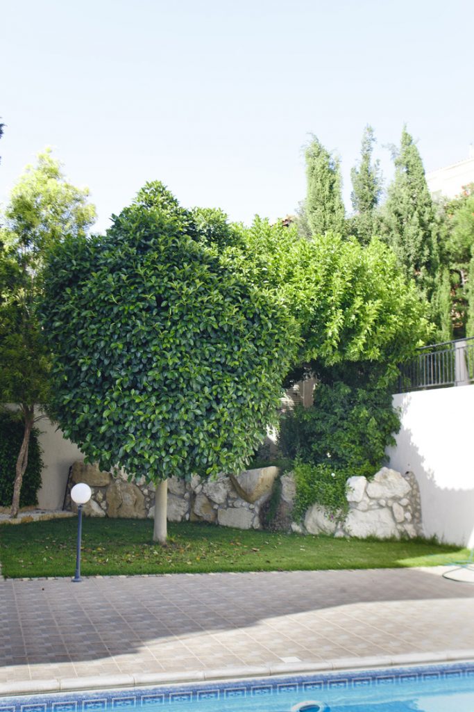 Green Forest - Cyprus' leading landscaping company - project 031 16 2