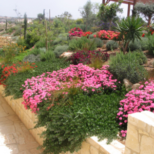 Green Forest - Cyprus' leading landscaping company - project 040 1 2