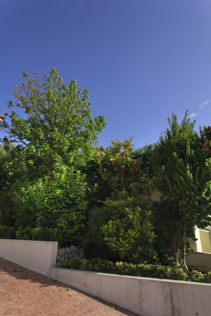 Green Forest - Cyprus' leading landscaping company - project 041 3 2