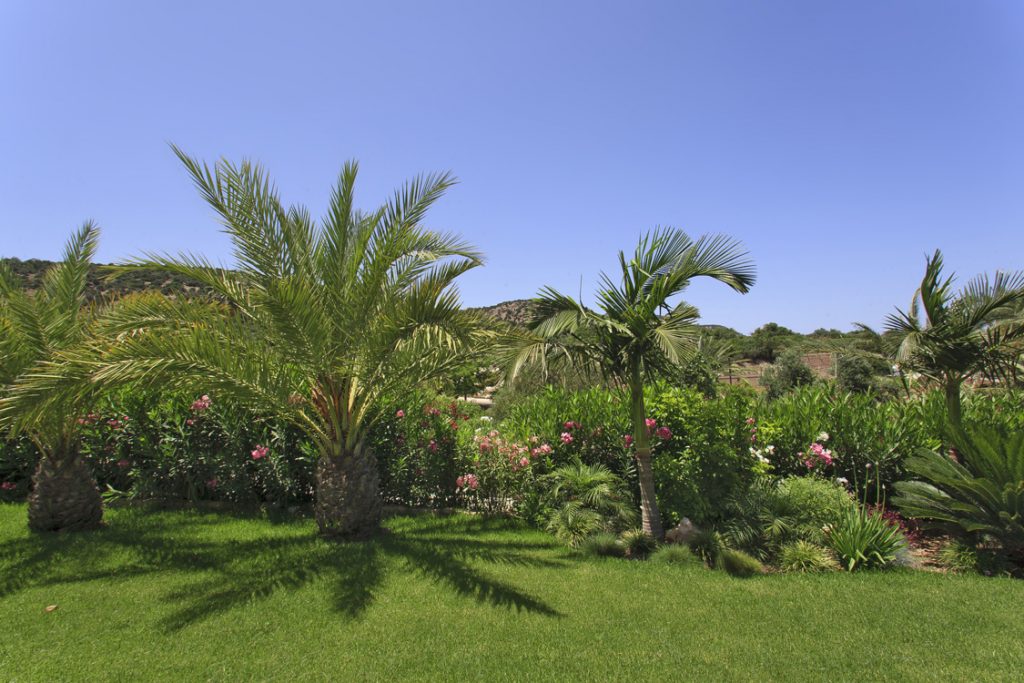 Green Forest - Cyprus' leading landscaping company - project 046 12 2