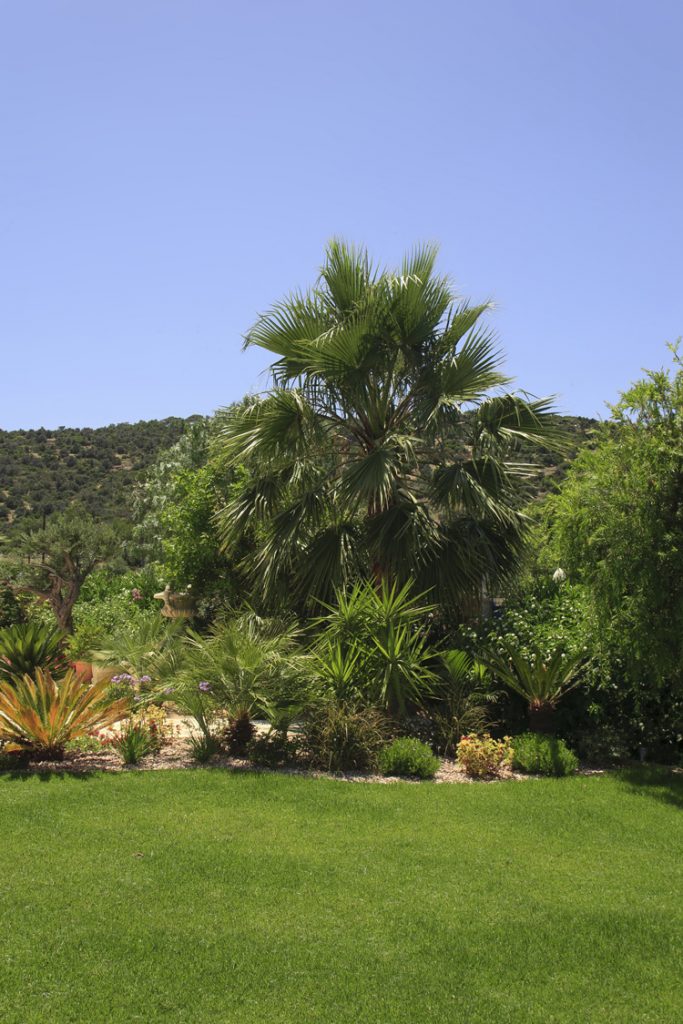 Green Forest - Cyprus' leading landscaping company - project 046 27 2