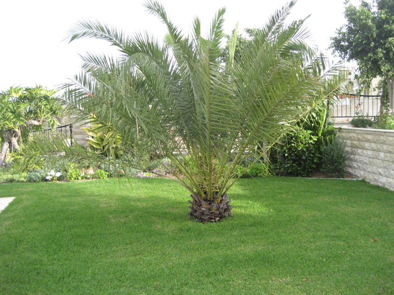 Green Forest - Cyprus' leading landscaping company - project 050 42 2
