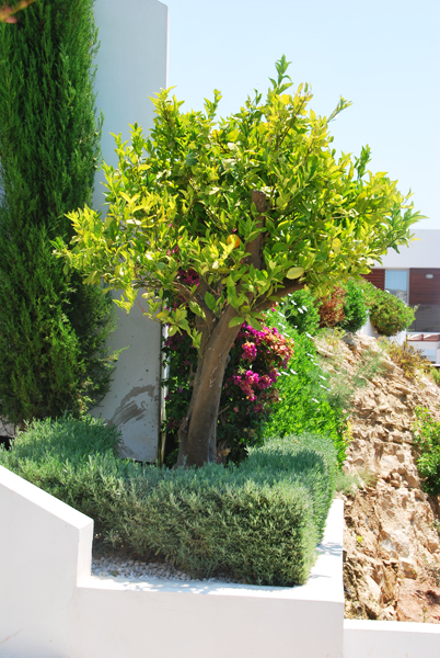 Green Forest - Cyprus' leading landscaping company - project064 8 1