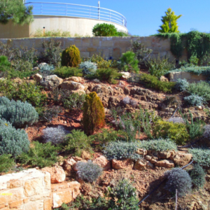 Green Forest - Cyprus' leading landscaping company - rockerygardens 1