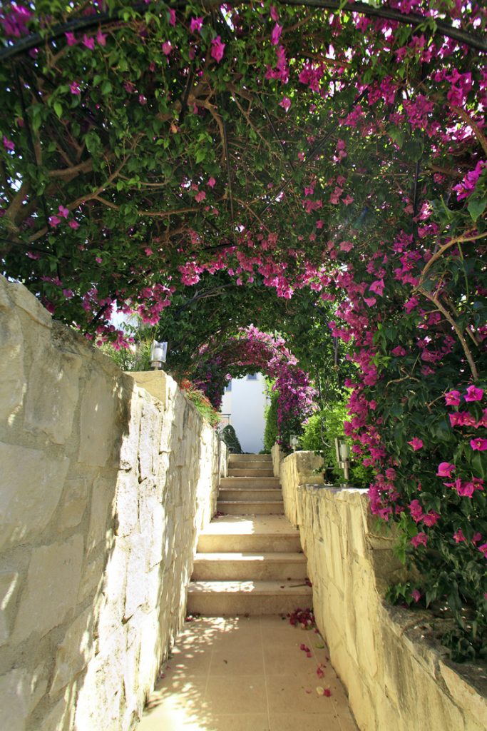 Green Forest - Cyprus' leading landscaping company - steps 8 2