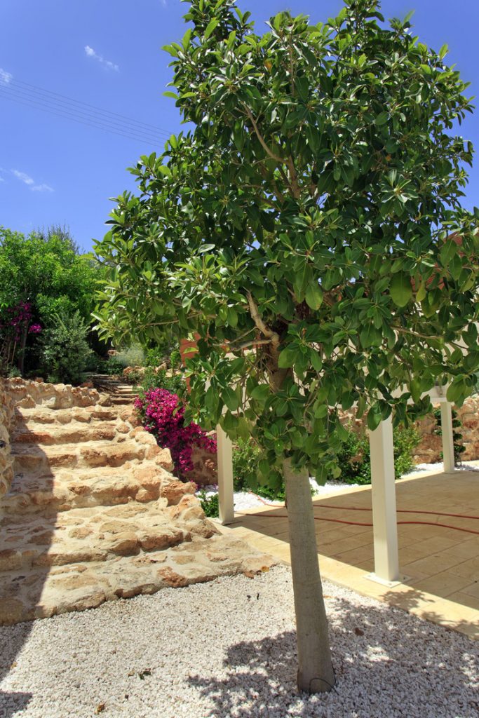 Green Forest - Cyprus' leading landscaping company - steps 9
