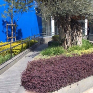 Green Forest - Cyprus' leading landscaping company - stl 1 2