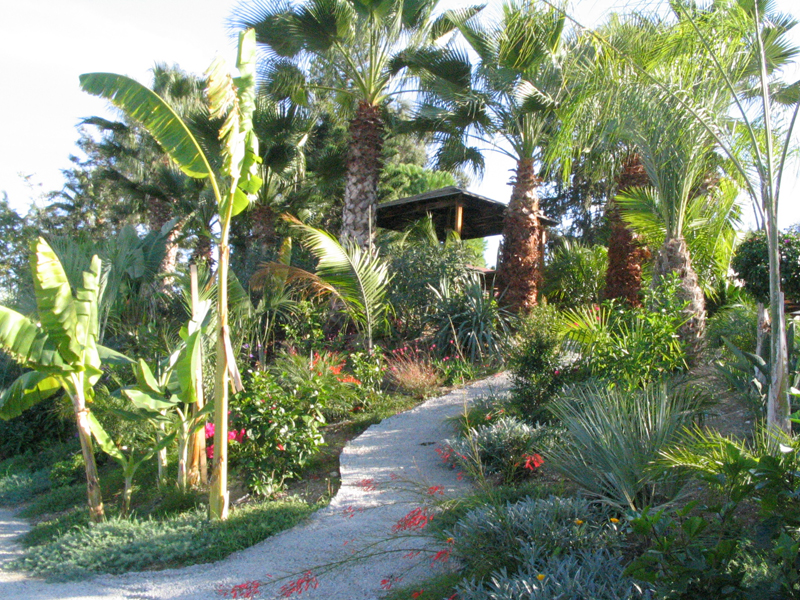 Green Forest - Cyprus' leading landscaping company - tropicalpalmsgardens 23 3