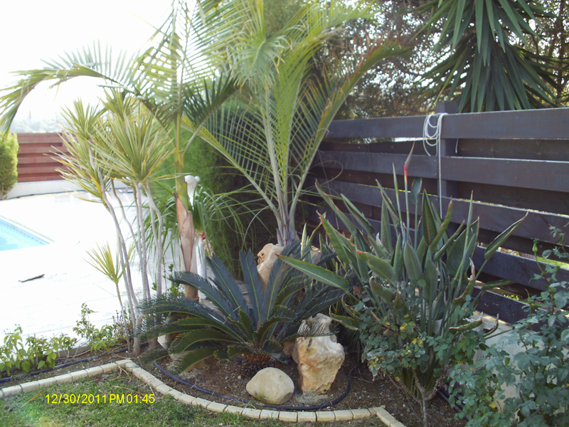 Green Forest - Cyprus' leading landscaping company - tropicalpalmsgardens 29 4