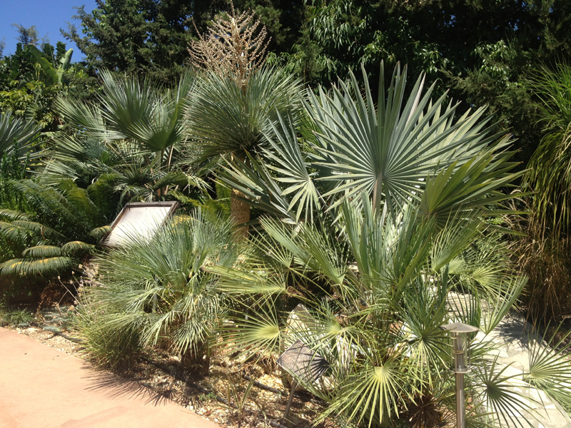 Green Forest - Cyprus' leading landscaping company - tropicalpalmsgardens 30 4