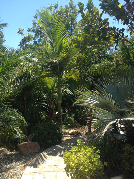 Green Forest - Cyprus' leading landscaping company - tropicalpalmsgardens 33 2