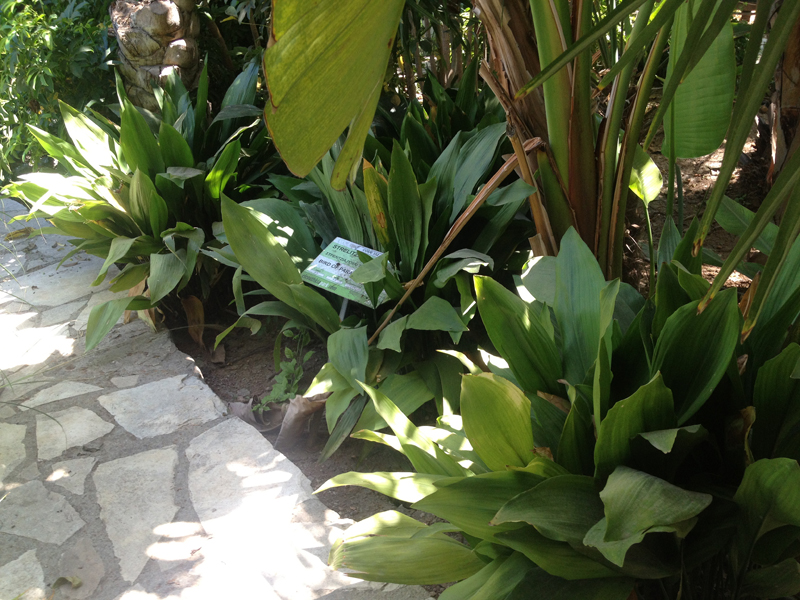 Green Forest - Cyprus' leading landscaping company - tropicalpalmsgardens 36 3