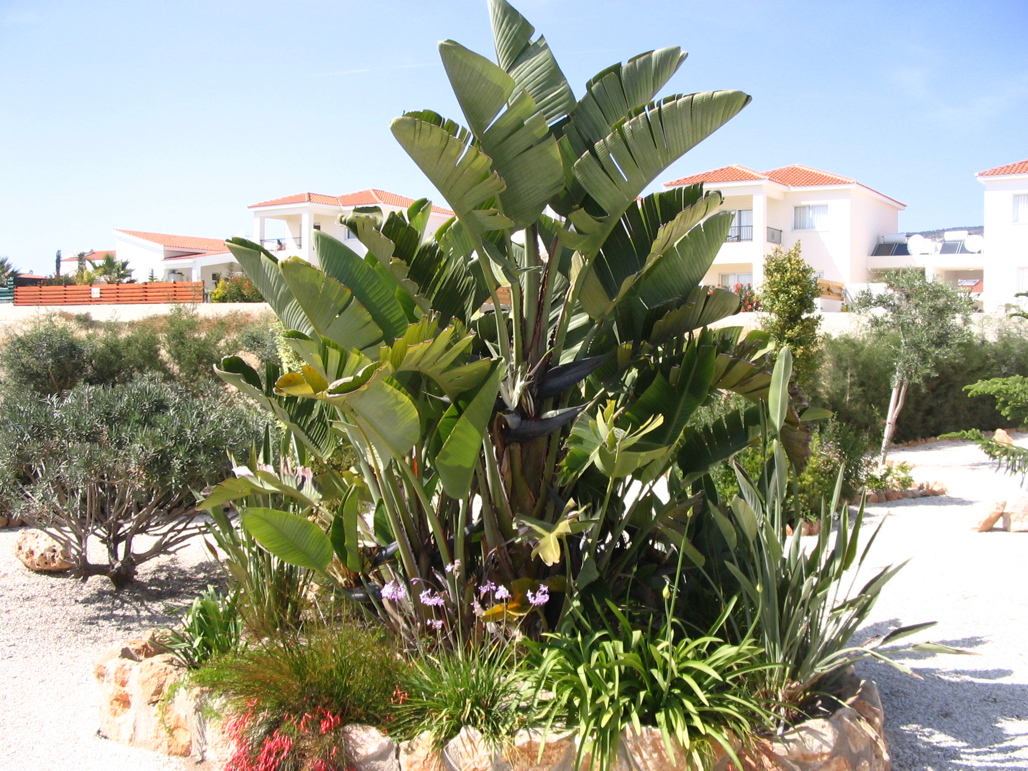 Green Forest - Cyprus' leading landscaping company - tropicalpalmsgardens 39 3