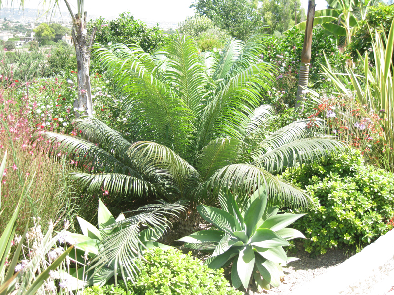 Green Forest - Cyprus' leading landscaping company - tropicalpalmsgardens 40 4