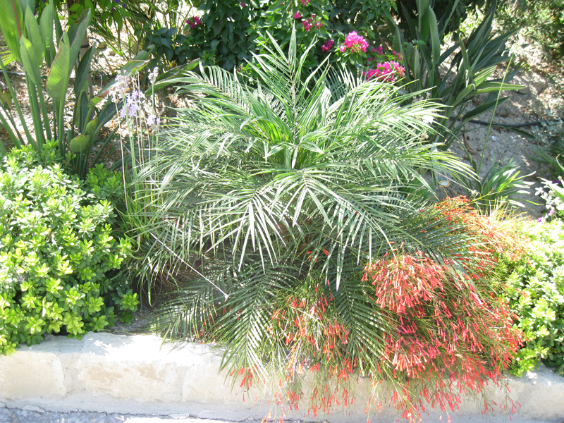 Green Forest - Cyprus' leading landscaping company - tropicalpalmsgardens 42 3