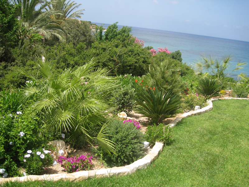 Green Forest - Cyprus' leading landscaping company - tropicalpalmsgardens 52 1