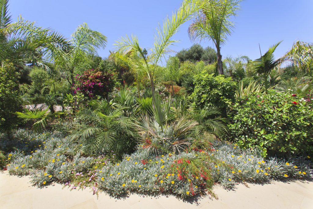 Green Forest - Cyprus' leading landscaping company - tropicalpalmsgardens 54 1