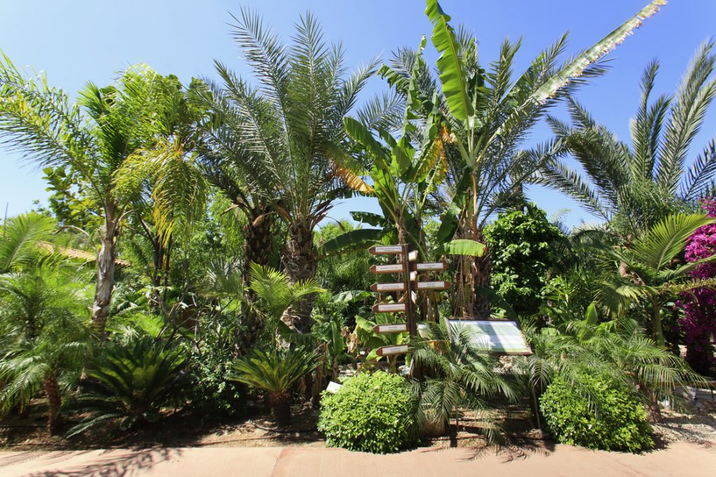 Green Forest - Cyprus' leading landscaping company - tropicalpalmsgardens 7 3