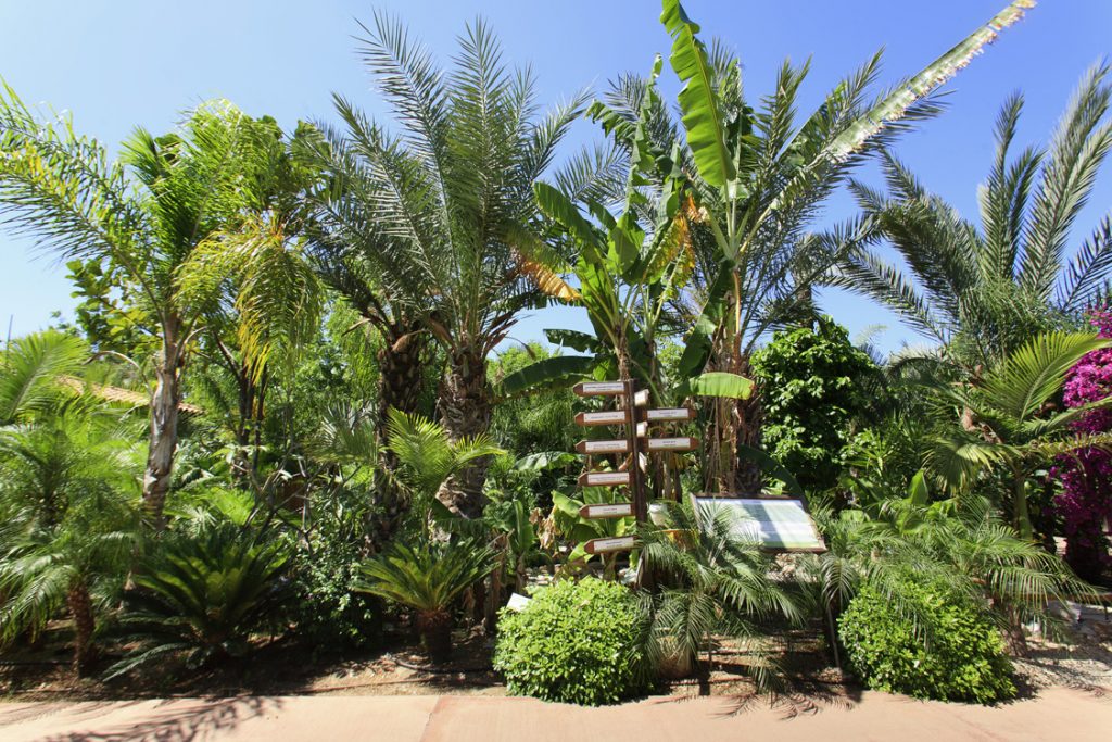 Green Forest - Cyprus' leading landscaping company - tropicalpalmsgardens 7 4