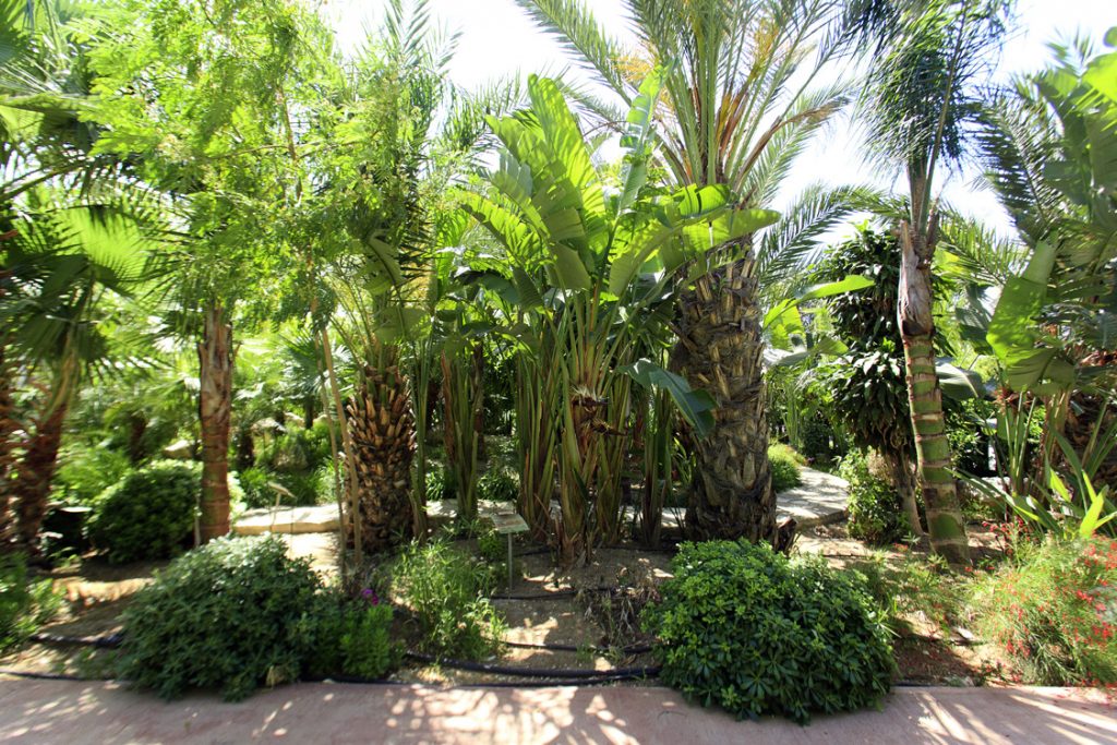 Green Forest - Cyprus' leading landscaping company - tropicalpalmsgardens 8 3