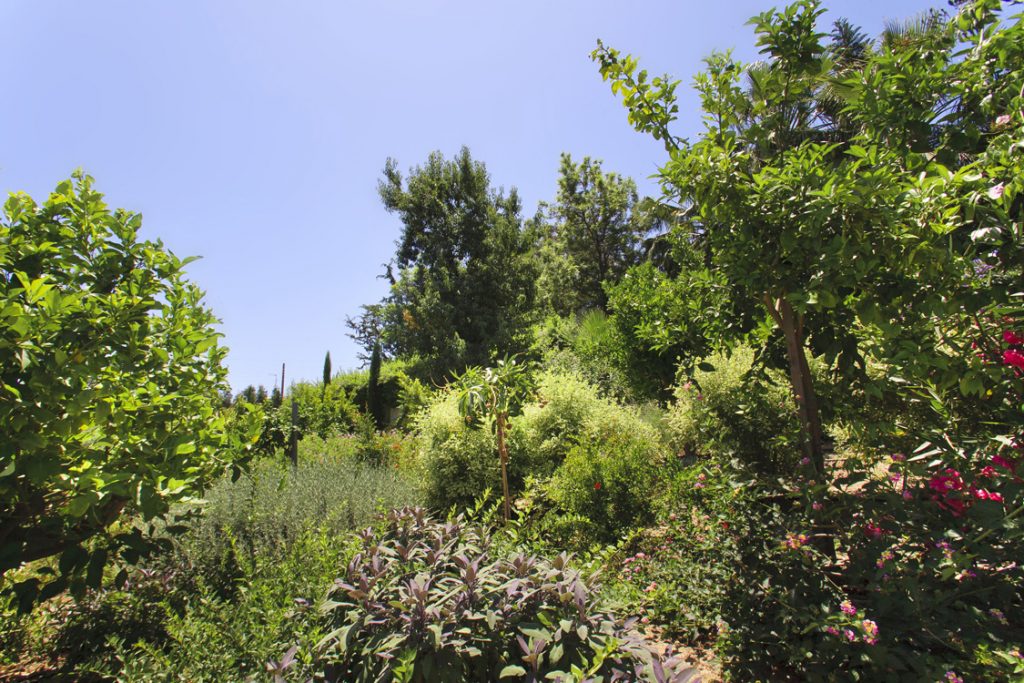 Green Forest - Cyprus' leading landscaping company - vladimirpyrgos 14